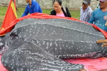 Cảnh an táng rùa khế quý hiếm dài hơn 3m ở Mũi Né