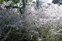 Khiếp đảm cảnh giống mạng nhện khổng lồ giăng kín vỉa hè