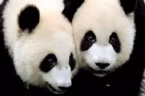 Sau 5 năm, gấu trúc Shin Shin khổng lồ sinh con