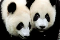 Sau 5 năm, gấu trúc Shin Shin khổng lồ sinh con