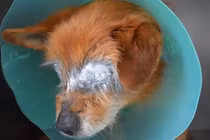 "Khóc hết nước mắt" vì chú chó với đôi mắt hoại tử