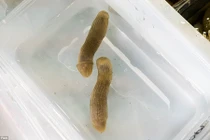 Bí ẩn sinh vật nhầy nhụa dưới biển sâu giống "cái ấy"