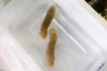 Bí ẩn sinh vật nhầy nhụa dưới biển sâu giống "cái ấy"