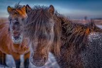 Ngắm "siêu ngựa" cực hiếm tại vùng đất băng giá Siberia