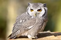 Vì sao loài cú có thể quay đầu góc 270 độ không chết?