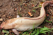 Cận cảnh cá trê màu hồng phấn gây xôn xao ở Cần Thơ