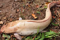 Cận cảnh cá trê màu hồng phấn gây xôn xao ở Cần Thơ