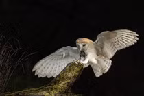 Cải thiện thính giác của người bằng cách học... loài chim lợn