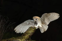 Cải thiện thính giác của người bằng cách học... loài chim lợn