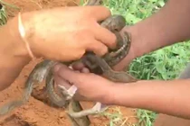 Kinh dị thò tay vào ổ trăn, kéo ra hàng chục con ngoe nguẩy