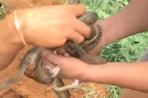 Kinh dị thò tay vào ổ trăn, kéo ra hàng chục con ngoe nguẩy