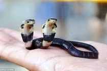 Kỳ bí rắn hổ mang 2 đầu "bất tử" ở Trung Quốc