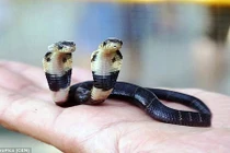 Kỳ bí rắn hổ mang 2 đầu "bất tử" ở Trung Quốc