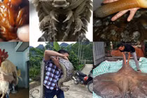 10 “nhân vật” nặng ký, ảnh hưởng nhất giới động vật năm 2017