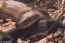 Bị cắm sừng, hổ mang chúa giết đối thủ, nuốt chửng bạn tình mang bầu