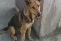 Chú chó không bao giờ ngủ và lý do khiến ai cũng nghẹn lại