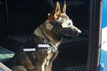 Độc đáo những chú chó anh hùng nhảy dù cứu voi