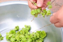 Loại rau lạ ở Việt Nam hiếm ai biết nhưng là đặc sản ở Trung Quốc, giá đắt vẫn được săn lùng