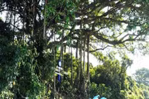 Cây đa 800 tuổi được công nhận di sản VN