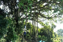 Cây đa 800 tuổi được công nhận di sản VN