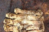 Người tuyết Yeti thực tế là con gấu lớn?