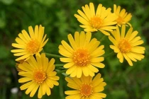 Kỳ lạ khu vườn trị liệu... sừng sững giữa công viên