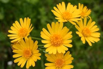 Kỳ lạ khu vườn trị liệu... sừng sững giữa công viên