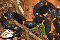Việt Nam: Phát hiện loài rắn cực độc mới