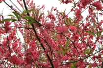 Gộp Tết ta và Tết Tây: lợi trăm đường