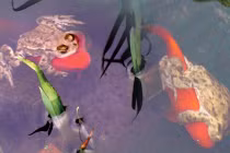 Kỳ lạ ếch âu yếm cá vàng như tình nhân