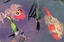 Kỳ lạ ếch âu yếm cá vàng như tình nhân