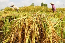 Trung Quốc âm mưu gì khi đang mua dồn dập gạo Việt?