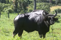 Phát hiện thú lớn nghi là bò tót hiếm ở Quảng Nam