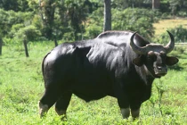 Phát hiện thú lớn nghi là bò tót hiếm ở Quảng Nam