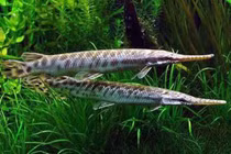 Ăn trứng cá sấu hoả tiễn, 5 bà cháu ở Hà Nội nhập viện 