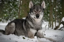 Choáng với chú chó có ngoại hình giống hệt sói hoang hung dữ