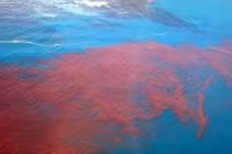 Biển Đỏ có thực sự là màu đỏ như tên gọi?