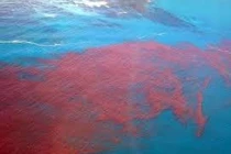 Biển Đỏ có thực sự là màu đỏ như tên gọi?