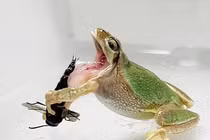  Ong bắp cày đực dùng gai nhọn đâm vào miệng ếch để thoát thân