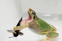  Ong bắp cày đực dùng gai nhọn đâm vào miệng ếch để thoát thân