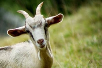 Sau ngày 10/3 âm lịch, 3 con giáp được Thái Tuế ban phước lành