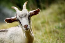 Sau ngày 10/3 âm lịch, 3 con giáp được Thái Tuế ban phước lành