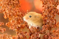 Cuối tháng 4, bốn con giáp siêu may mắn, nhất là con Khỉ và con Gà gặp nhiều may mắn về tài chính