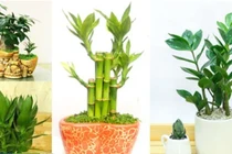 Đừng đặt hoa cúc lên bàn thờ mãi: Đây mới là loại cây lộc khí 