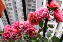 Ra ở riêng mới biết lòng mẹ chồng