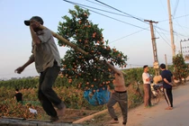 “Thủ phủ” quất Văn Giang tất bật nhổ gốc đi tỉnh