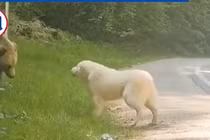 Video: Chú chó đuổi gấu bảo vệ chủ