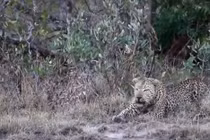 Báo hoa mai đánh nhau kịch liệt để giành lãnh thổ 