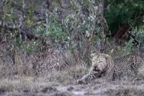 Báo hoa mai đánh nhau kịch liệt để giành lãnh thổ 