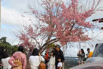 Du khách đổ về phố núi ngắm mai anh đào, đồi chè dịp Tết Dương lịch